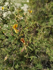 Adesmia miraflorensis