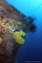 Rhipidipathes reticulata