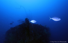 Caranx sexfasciatus