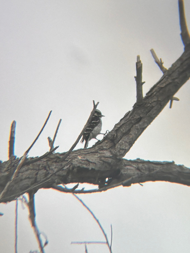 iNaturalist observation photo of Downy Woodpecker