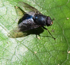 Calliphoroides antennatis