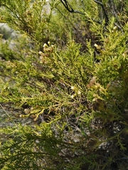 Baccharis boliviensis