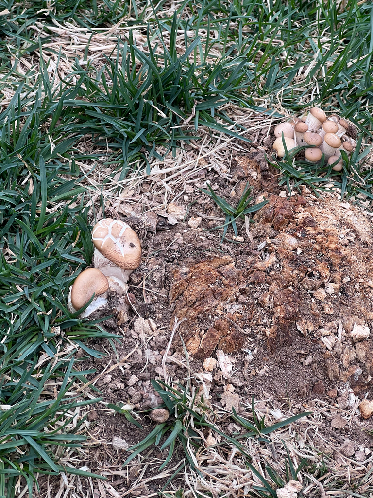 Agrocybe praecox · March 2026 · photo: © rmcminds (iNaturalist, cc-by)