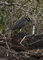 Nyctanassa violacea pauper