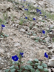 Phacelia nashiana