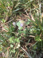 Veronica triloba