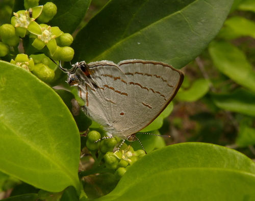 Common Hairstreak