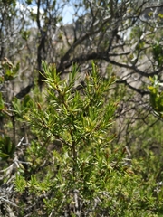 Lophopappus foliosus