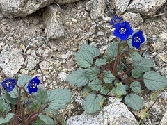 Phacelia nashiana
