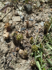 Austrocylindropuntia shaferi