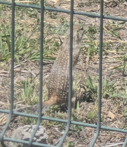 Motocle observed by josee01