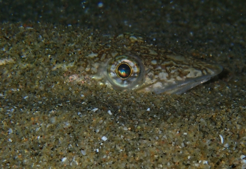 Sechura lizardfish (Synodus sechurae) — Synodontidae — 5