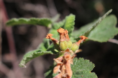 Ribes malvaceum viridifolium