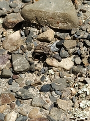 Pilobalia decorata