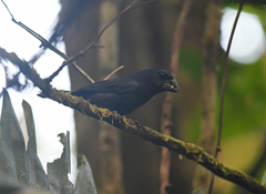 Cyanoloxia cyanoides