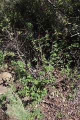 Ribes malvaceum viridifolium