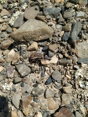 Pilobalia decorata