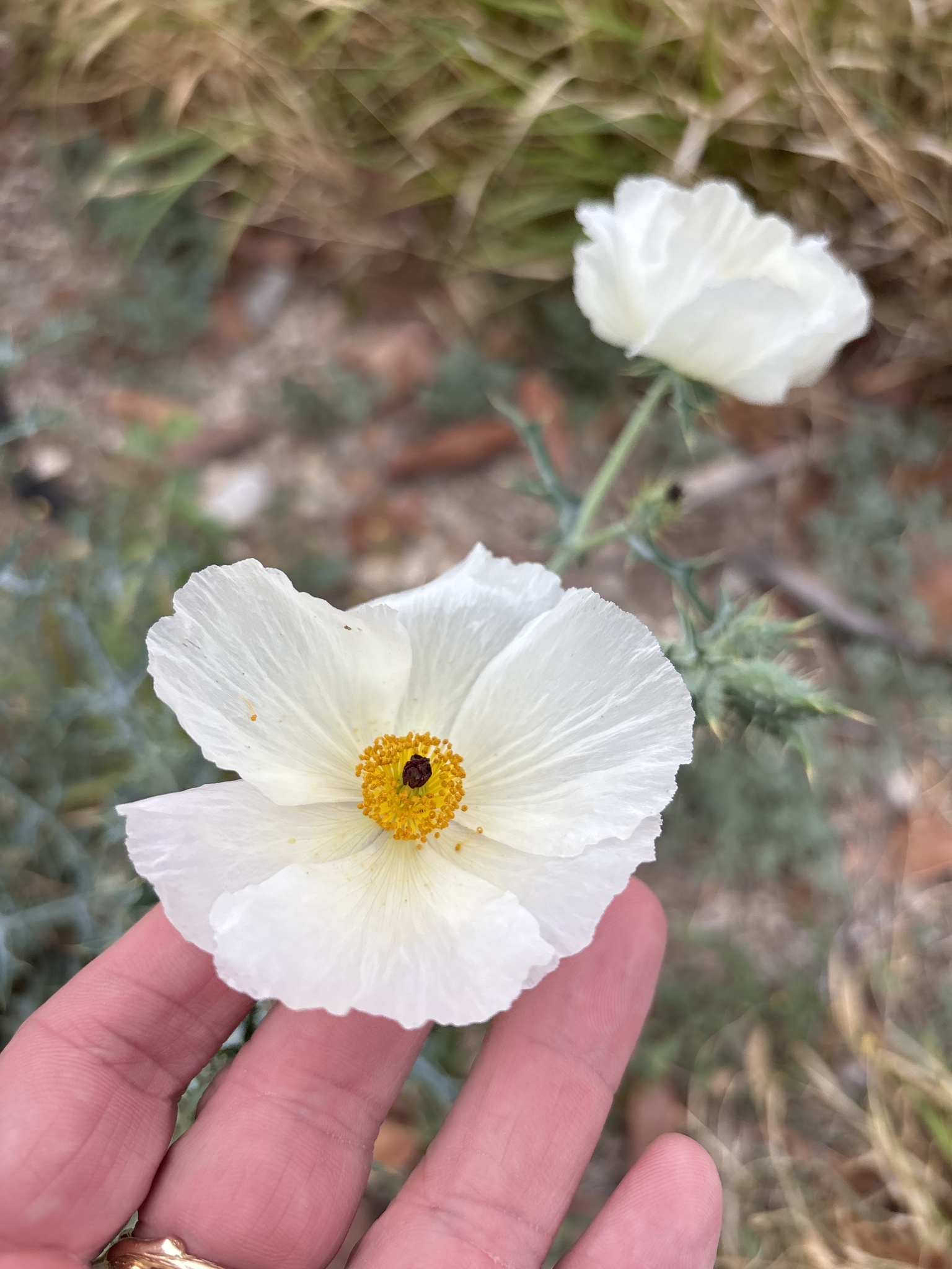 White Prickly Poppy (Argemone albiflora)
