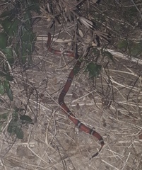 Lampropeltis polyzona