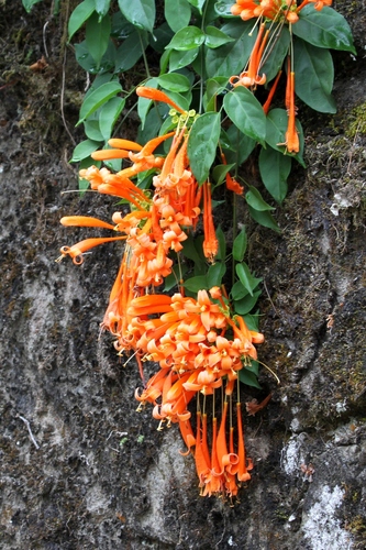 Flamevine (Pyrostegia venusta)