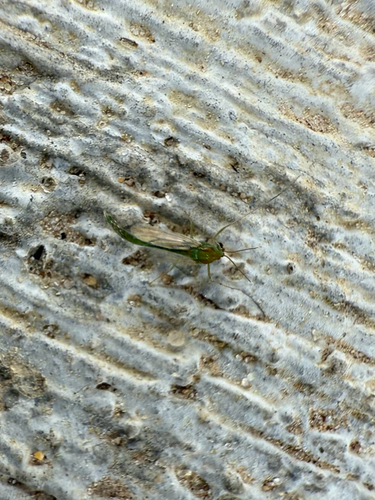 Unknown species found near N Elm St, Denton, TX, US