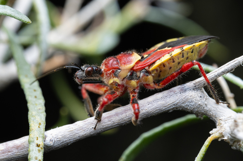 Yellow-bellied Bee Assassin