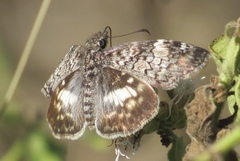Chiomara georgina georgina