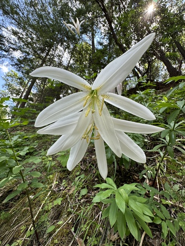 Washington lily (Lilium washingtonianum)