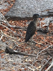 Nyctanassa violacea pauper