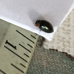 Exochomus metallicus