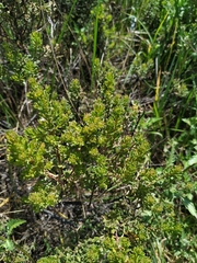 Baccharis tola