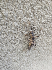 Peruphasma pentlandi