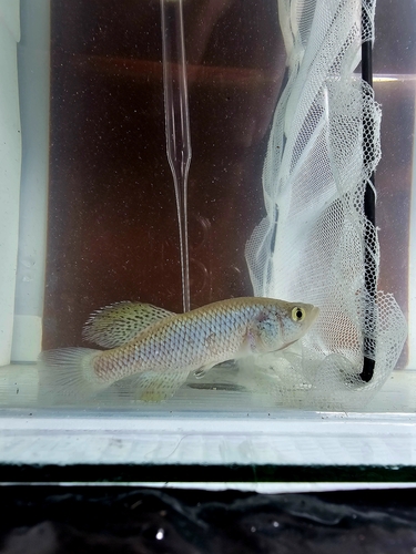 Beira killifish (Nothobranchius orthonotus) — Nothobranchiidae