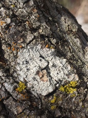 Lecanora circumborealis