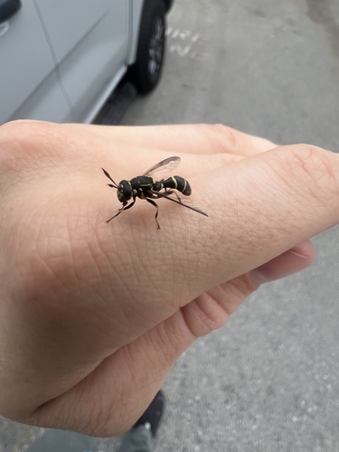 Unknown species found near Greeneville High School, Greeneville, TN, US