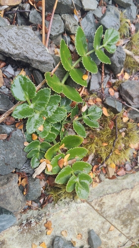 Mountain carrot (Gingidia montana)