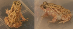 Sclerophrys regularis