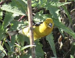 Pheucticus chrysopeplus