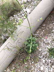 Silene gigantea, photograph (c) Татьяна Максимова, some rights reserved (CC BY)