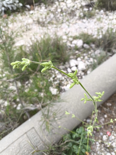 Silene gigantea, photograph 4