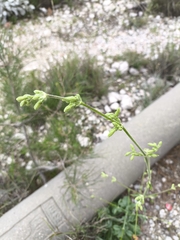 Silene gigantea, photograph (c) Татьяна Максимова, some rights reserved (CC BY)