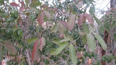Casearia dolichophylla