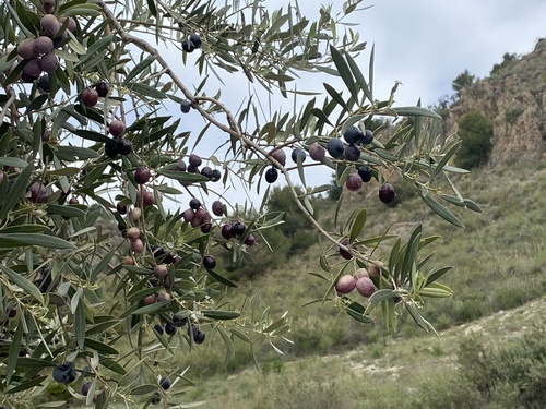 Avistamiento Olivo (Picual)