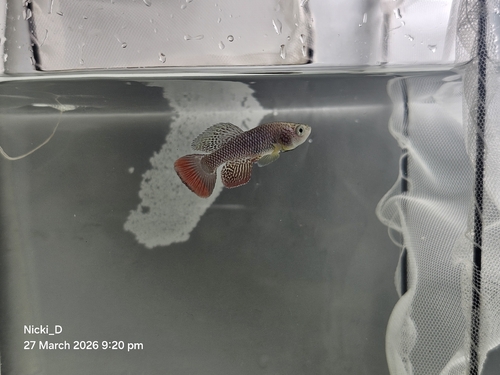 African Turquoise Killifish