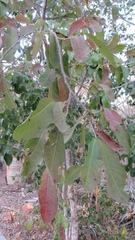 Casearia dolichophylla