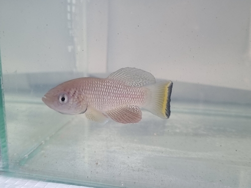 African turquoise killifish (Nothobranchius furzeri) — Nothobranchiidae — 3