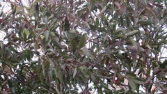 Casearia dolichophylla
