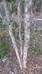 Casearia dolichophylla
