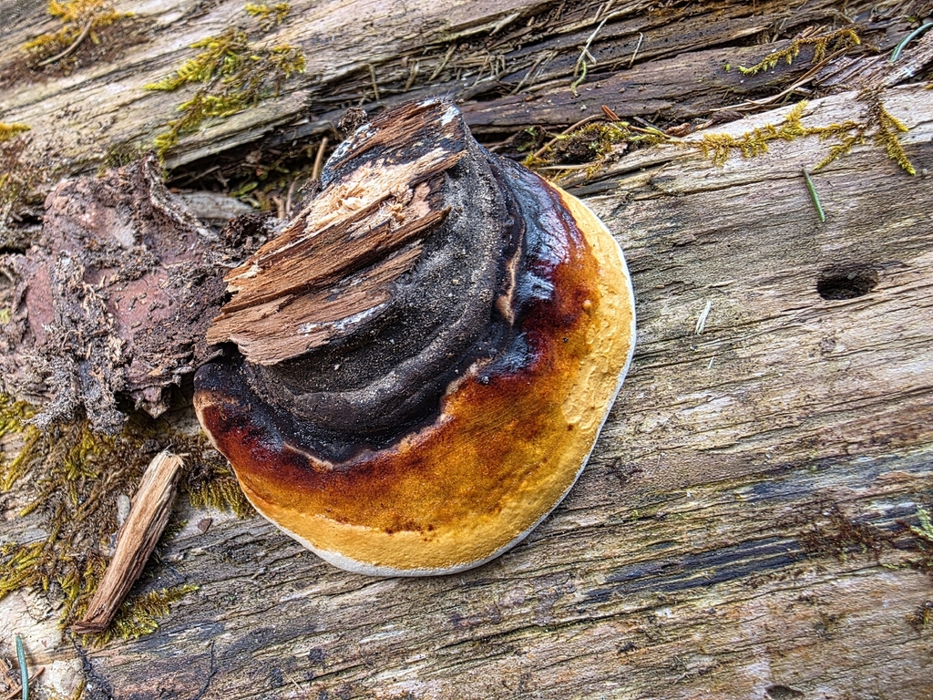 Osmoporus odoratus · March 2026 · photo: © stephen6309 (iNaturalist, cc0)