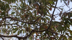 Casearia dolichophylla